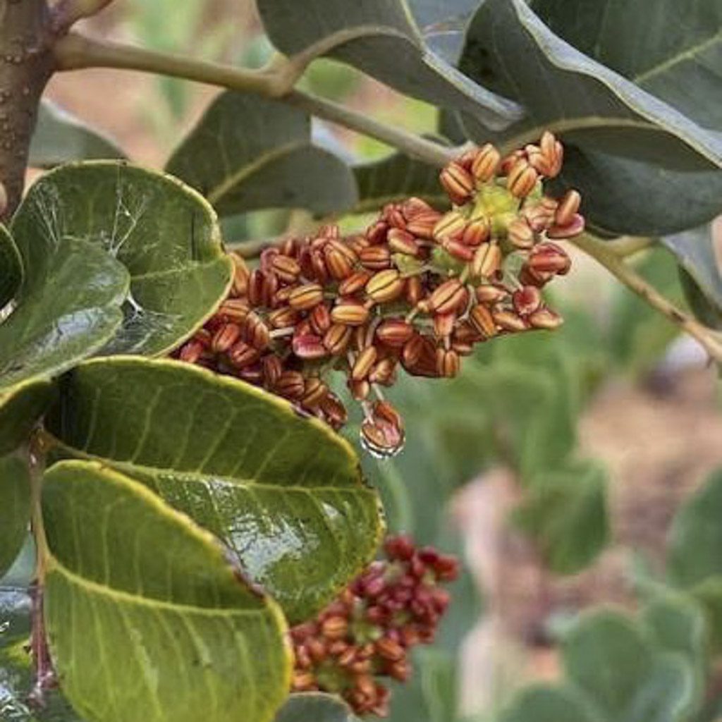 عسل الخروب