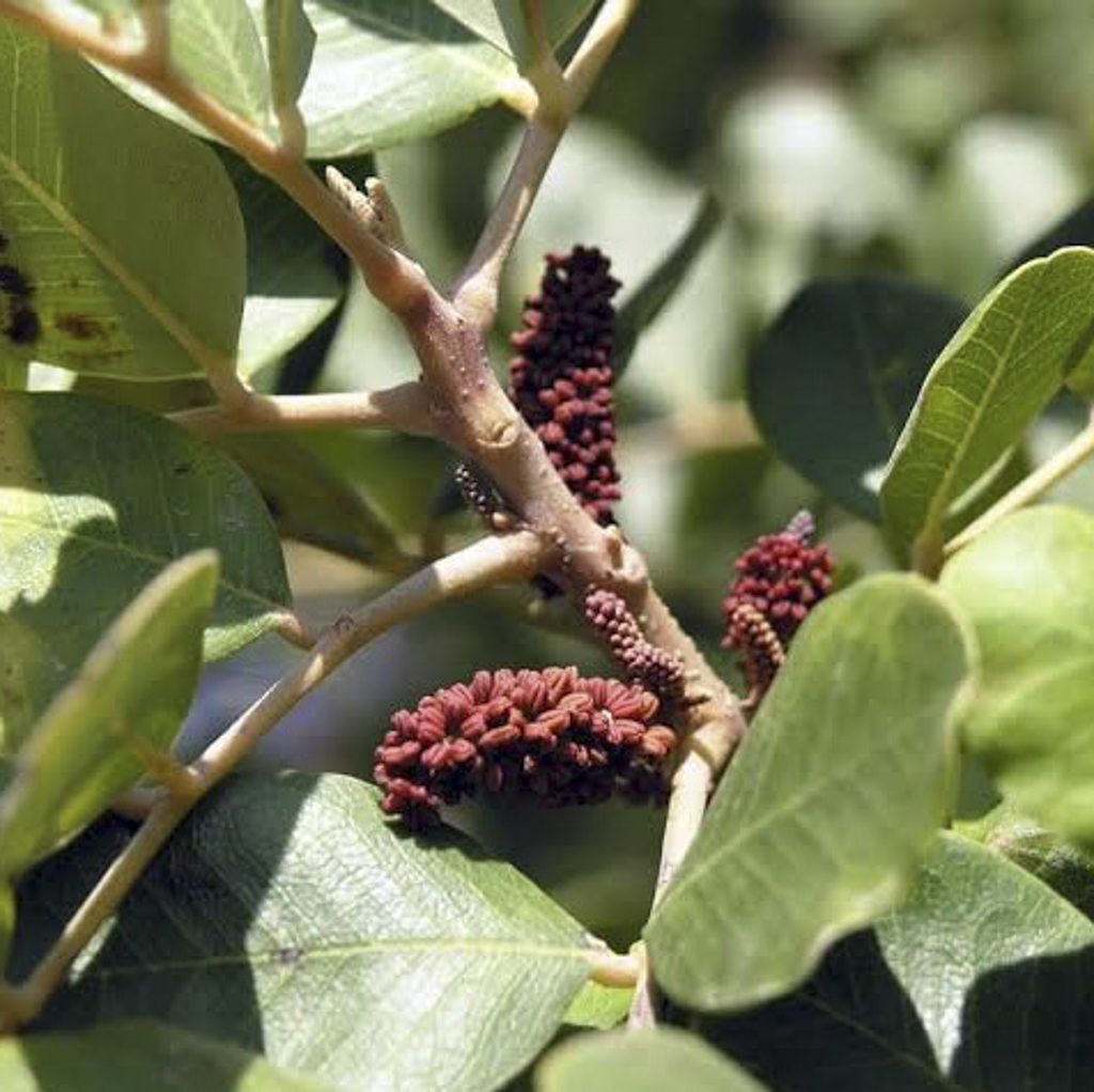 عسل الخروب